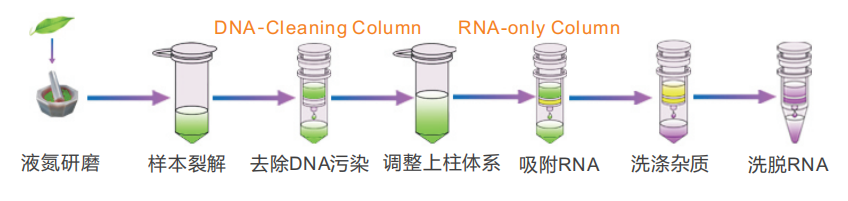 RNA-多糖